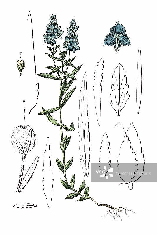 婆婆纳（二齿委陵菜），药用植物，约1796年的历史彩色石印图片素材