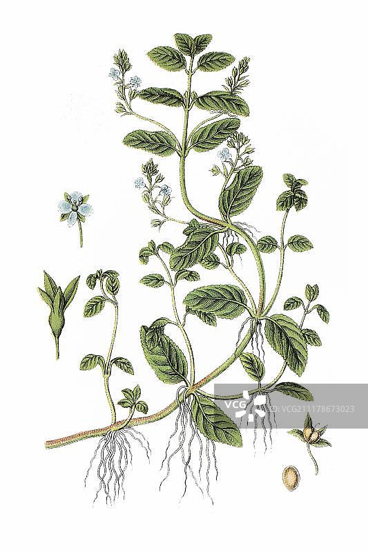 水苦荬，药用植物，1796年图片素材