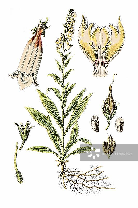 开大花的毛地黄，药用植物，1796年图片素材