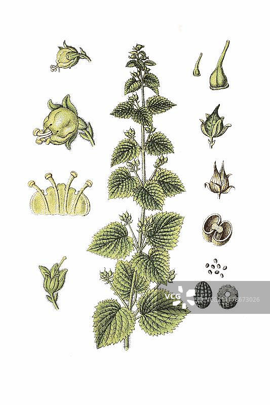 春季玄参（Scrophularia vernalis），药用植物，1796年左右的历史彩色石印图片素材