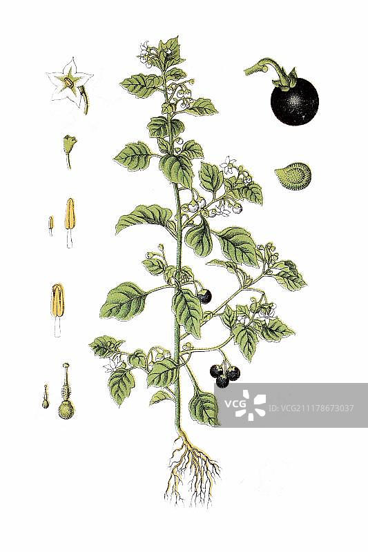 龙葵药用植物历史彩色版画图片素材