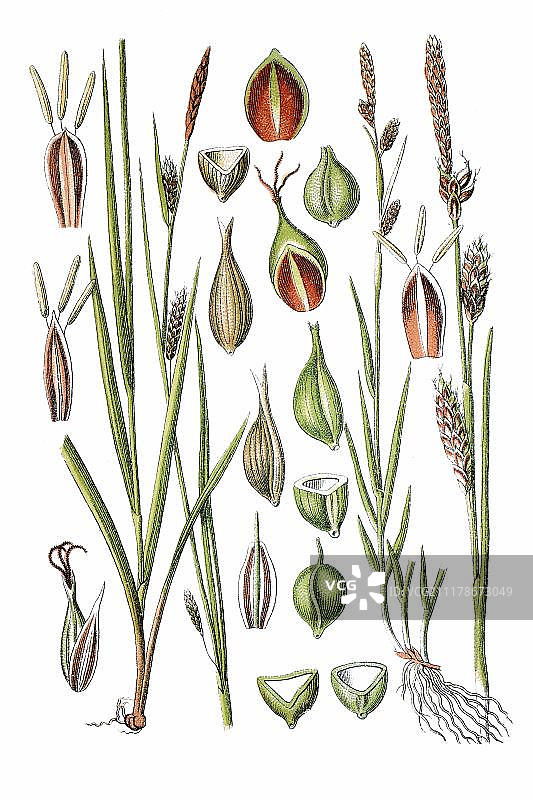 光滑的苔草(Carex laevigata)，左图和苔草物种(Carex hornschuchiana)，右图，药用植物，约1796年的历史彩色石印图片素材