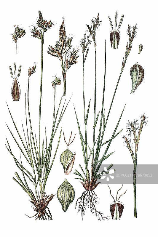 药用植物图片素材