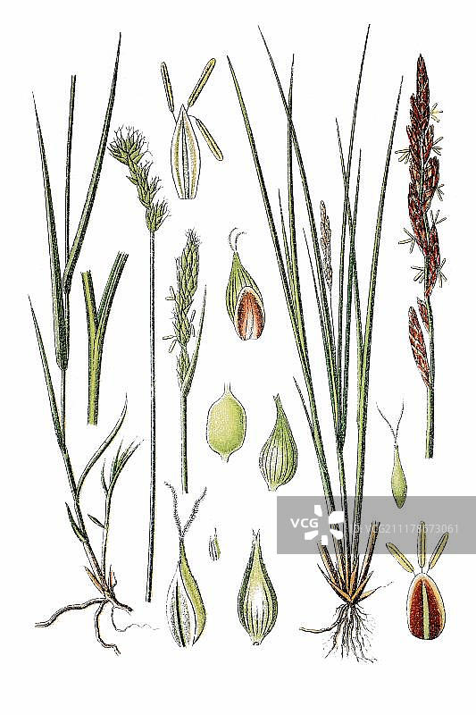 药用植物：卵形苔草和细长苔草，约1796年图片素材