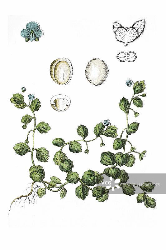 磨砂婆婆纳（药用植物，约1796年古董彩版画）图片素材