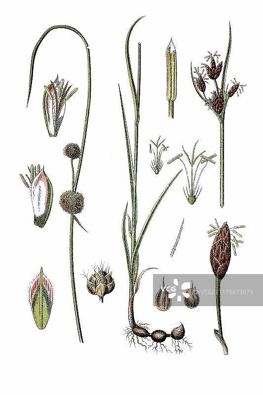 两种莎草，左侧为全草莎草，右侧为海莎草，药用植物，约1796年的历史彩色石印图片素材