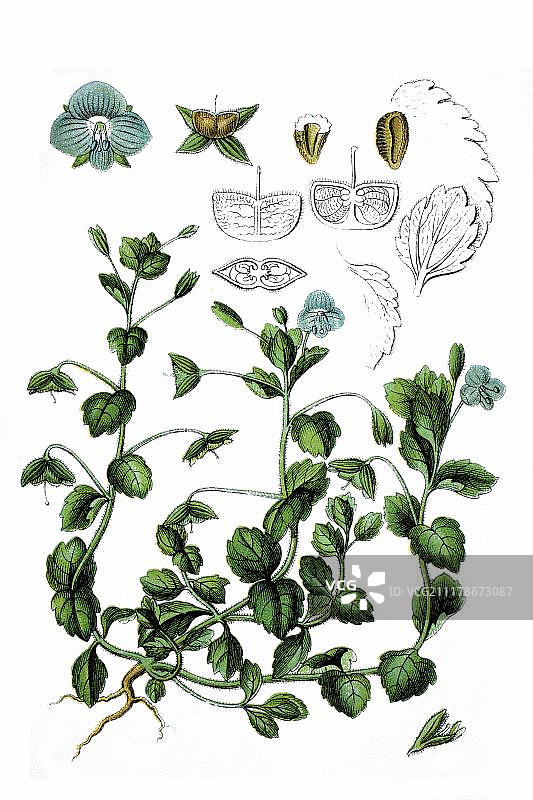 聚合薇（学名：Veronica tournefortii），药用植物，1796年历史彩色石印图片素材