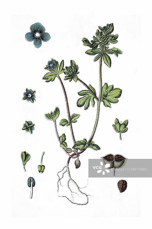 婆婆纳药用植物历史彩色石印版画，约1796年图片素材