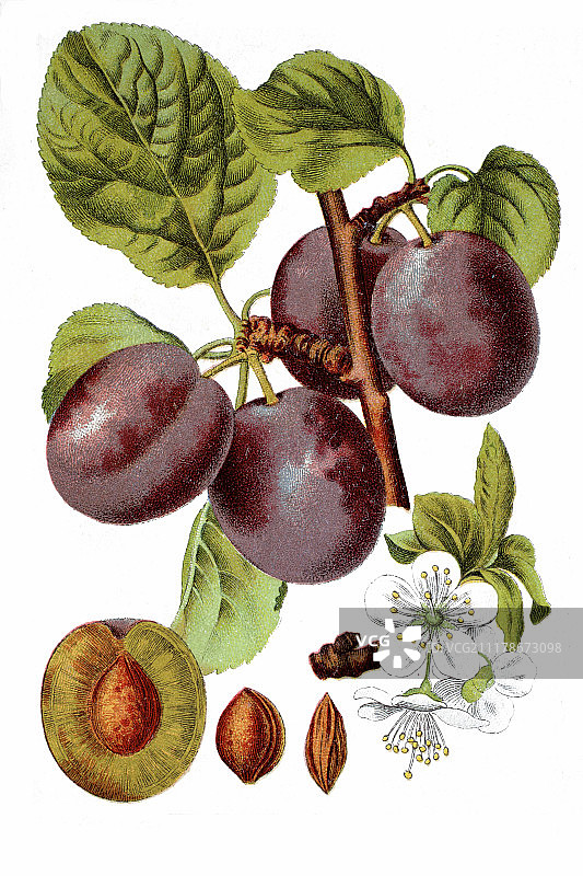 李子（Prunus confer insititia），药用植物，约1796年的历史彩色石印画图片素材