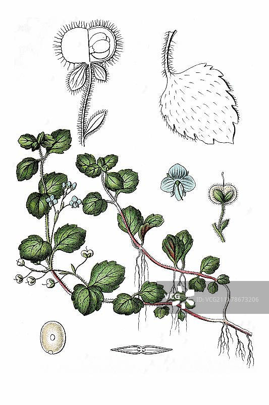 婆婆纳（药用植物）历史彩色石印，约1796年图片素材