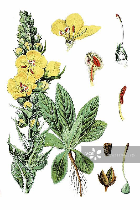 大花毛蕊花图片素材