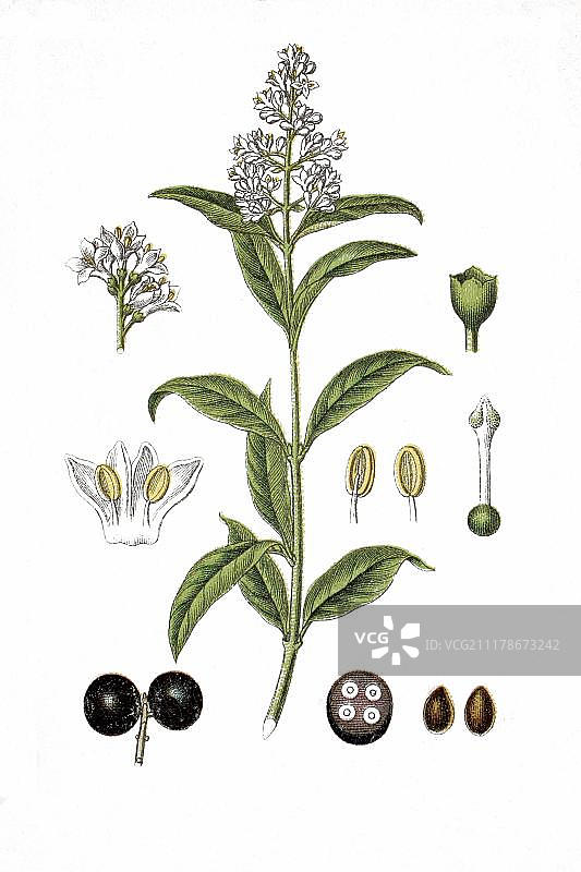 女贞（Ligustrum vulgare）药用植物，历史悠久的彩色石印，约1786年图片素材