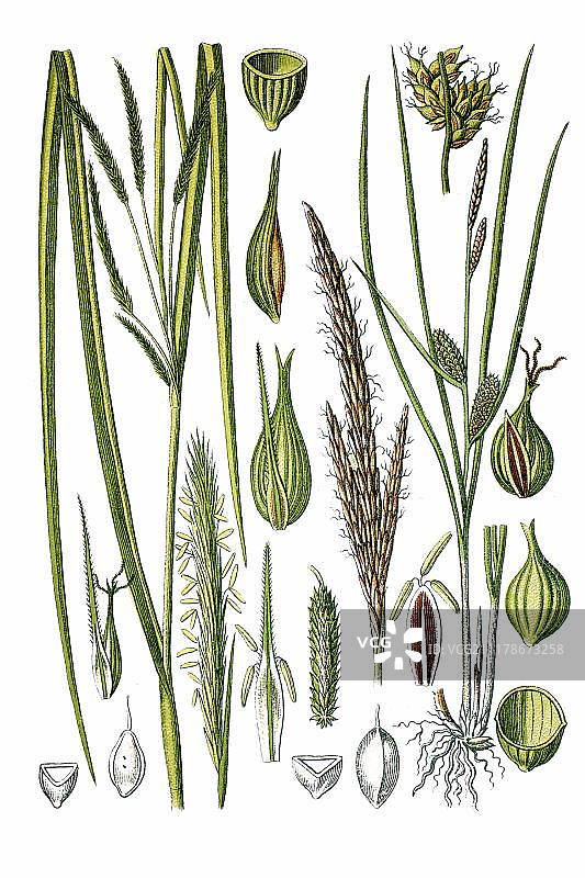 左边的类柏水莎草，右边的喙状水莎草，药用植物，约1786年的历史彩色石印画图片素材