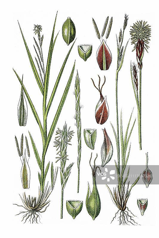 左：森林苔草(Carex sylvatica)，右：常绿苔草(Carex sempervirens)，药用植物，约1786年的历史彩色石印图片素材
