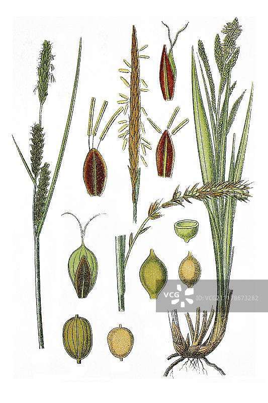 左：存疑薹草，右：锐果薹草，药用植物，历史彩色石印，约1786年图片素材