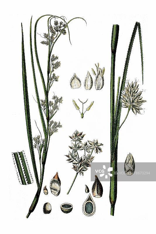 saw-sedge或sawtooth sedge（Cladium mariscus），药用植物，历史悠久的彩色石印，约1786年图片素材