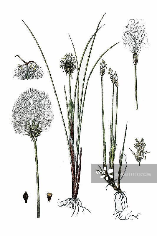 高山地毯草和绵穗草药用植物历史彩色石印画，约1786年图片素材