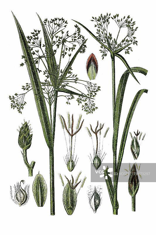 左：森林莎草，右：匍匐扁莎草，药用植物，约1786年历史彩版图片素材