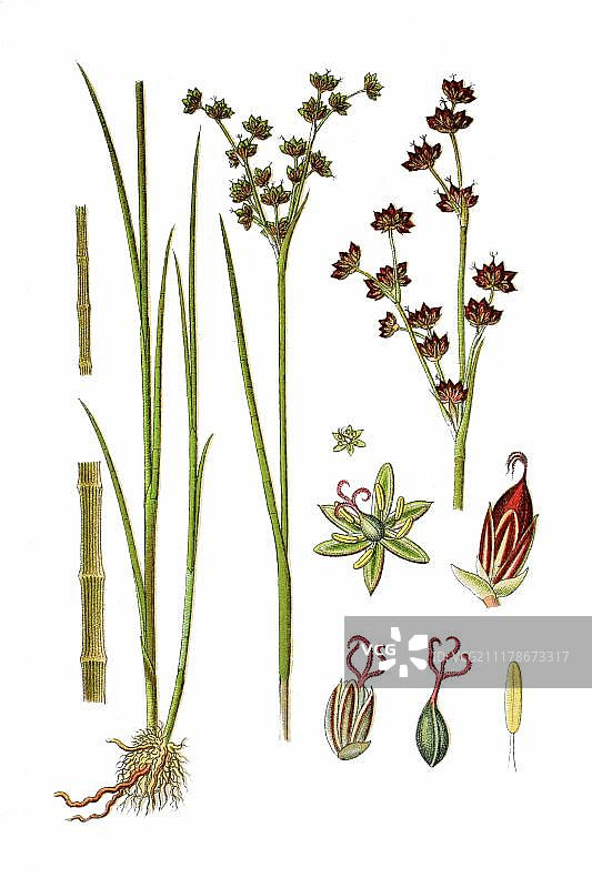 钝花灯心草，药用植物，历史悠久的彩 lithograph，约 1786 年图片素材