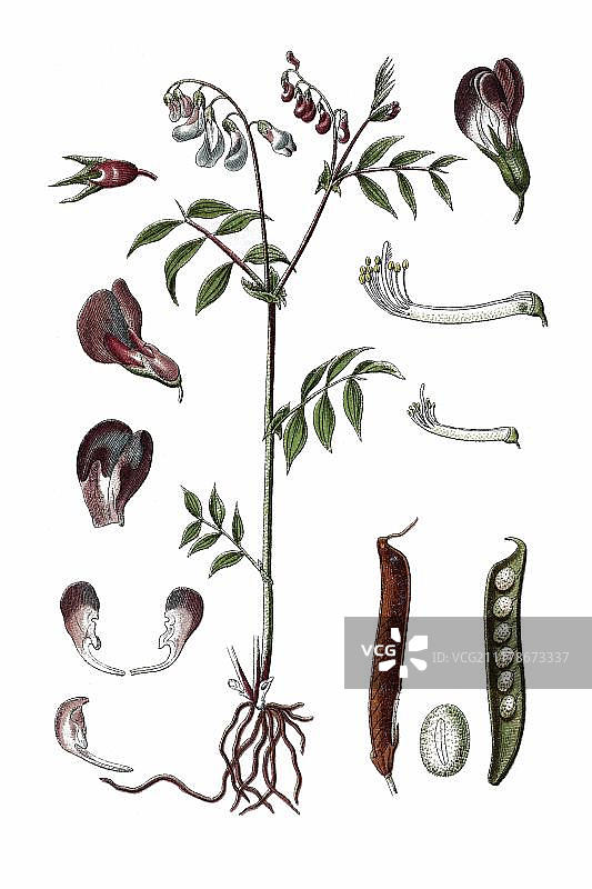 豌豆（野豌豆）药用植物历史彩 litho 版画，约 1796 年图片素材