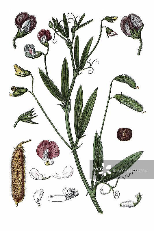 药用植物：毛野豌豆（豌豆属），1796年历史彩版画图片素材