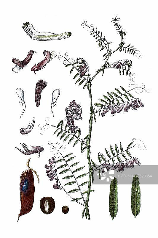 毛叶苕子，药用植物图片素材