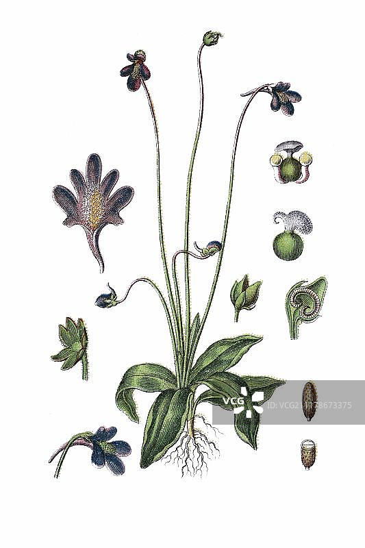 药用植物普通狸藻，1796年历史彩 lithograph图片素材