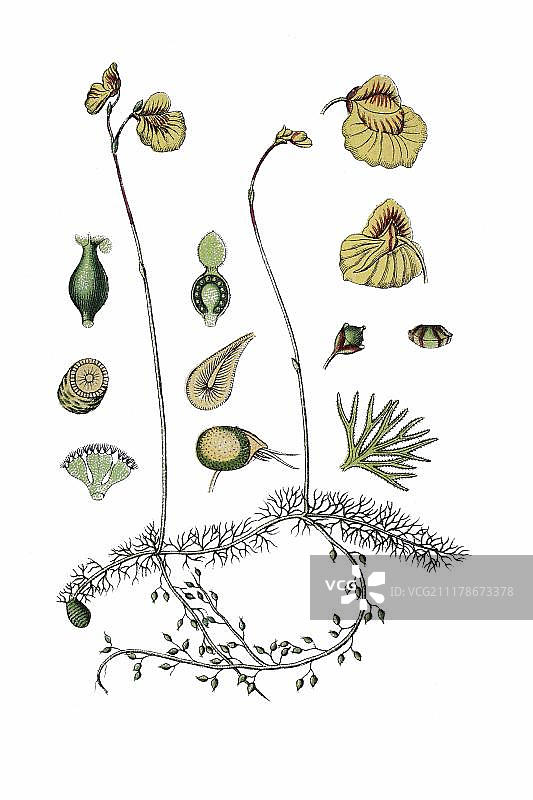 药用植物小囊藻（Utricularia intermedia）历史彩色石印版画，约1796年图片素材