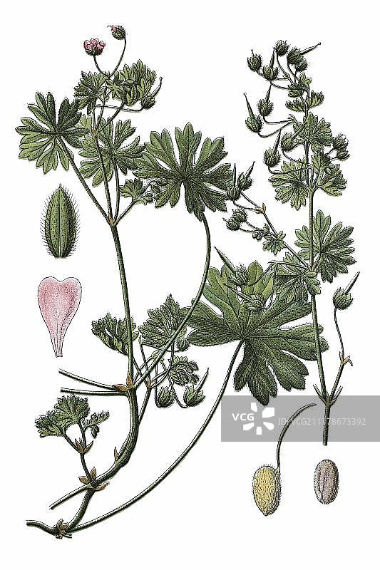 小型花山 Geranium pusillum，药用植物，约1796年的历史彩色石印图片素材
