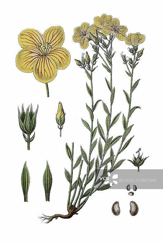 亚麻药用植物古版画（约1796年）图片素材