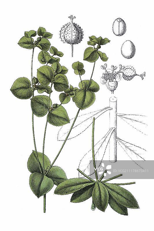 大叶大戟药用植物历史彩色石印图片素材