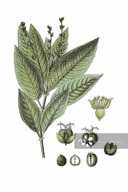 大戟科植物：多年生狗筋草，药用植物，1796年历史彩色石版画图片素材