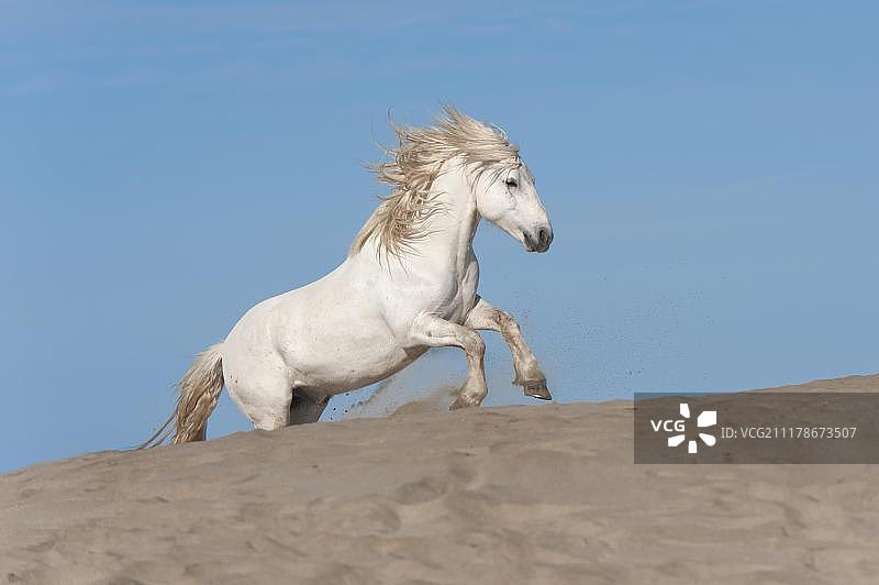 在海滩上奔跑的卡马格马，法国罗讷河口省，欧洲图片素材