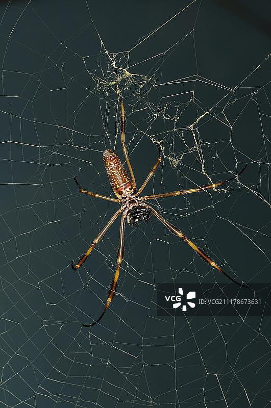 金丝蜘蛛（Nephila clavipes），成年雌性，在网上休息，特立尼达和多巴哥，中美洲图片素材