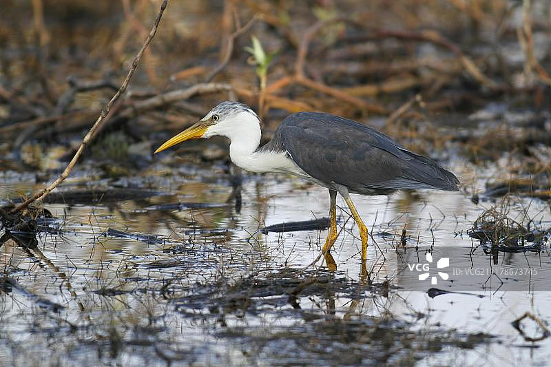澳大利亚西部水塘植被中的幼年斑鹭图片素材