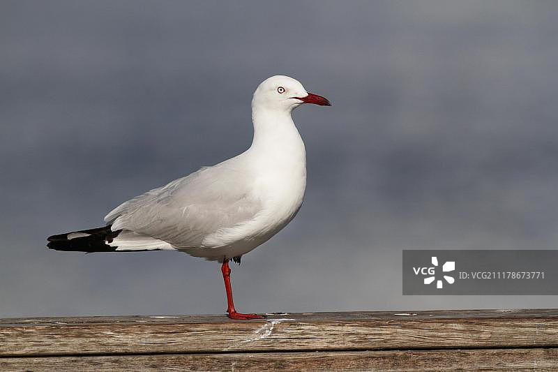 单腿站立在木栏杆上的银鸥图片素材