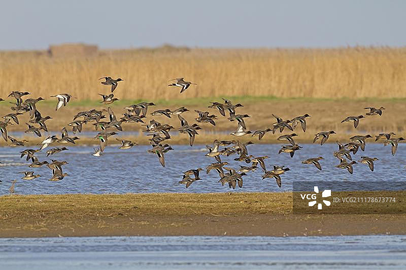 绿翅鸭群飞越沿海湿地，英国诺福克图片素材