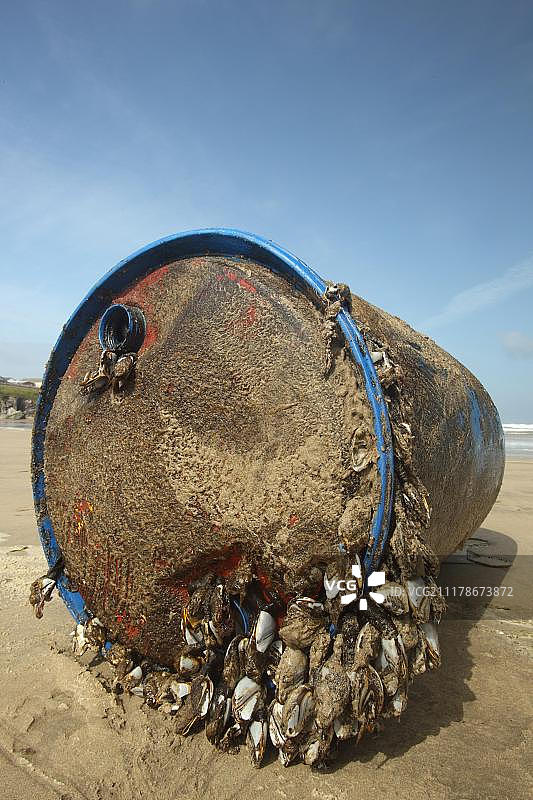海滩上塑料桶上的鹅颈藤壶图片素材