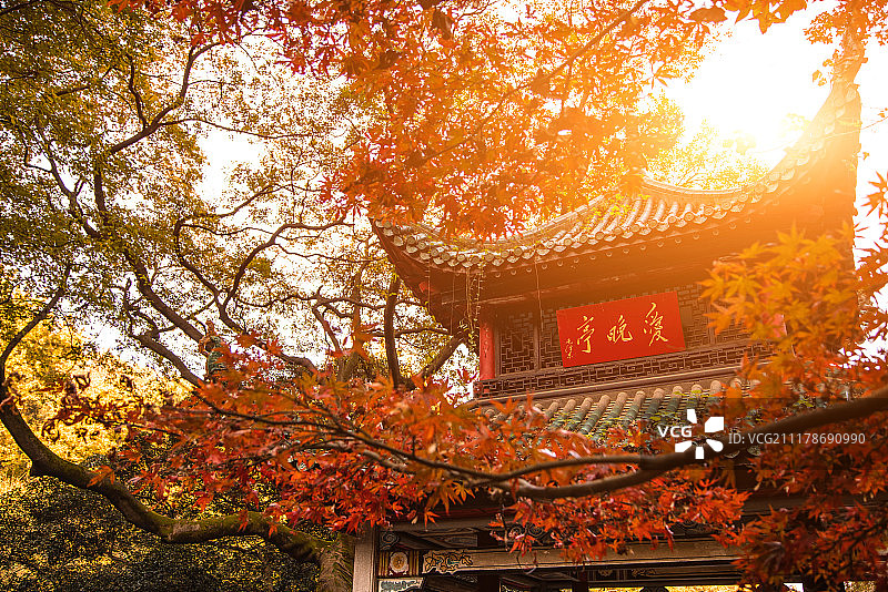 长沙爱晚亭红叶图片素材