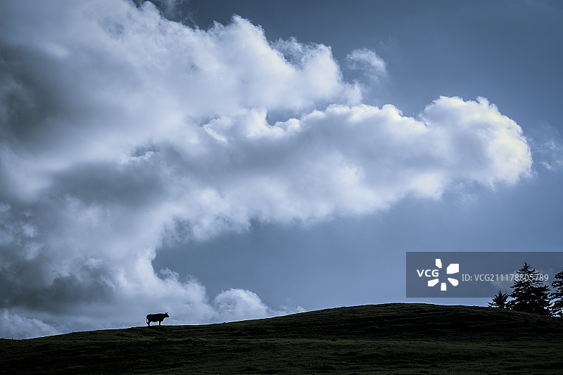 山岗上的牛图片素材