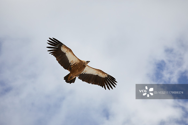 秃鹫图片素材