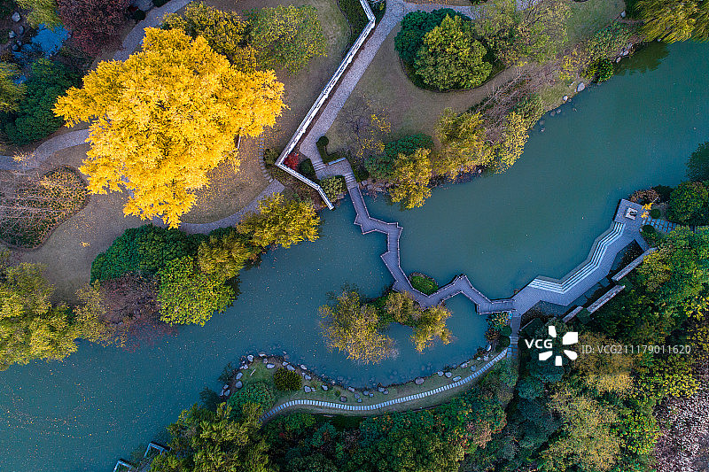 航拍 上海 千年古银杏园图片素材