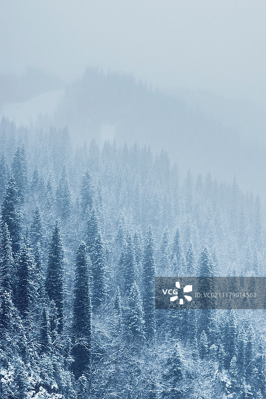 树林下雪图片素材