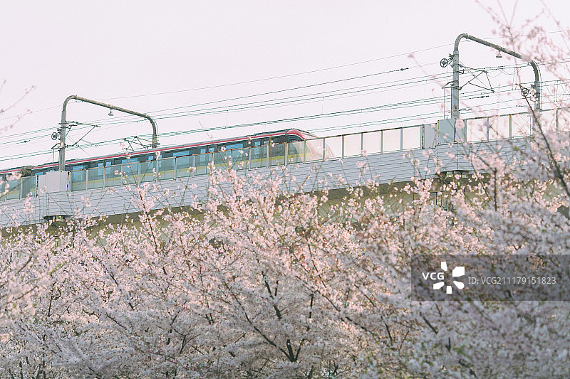 春天樱花盛开的季节图片素材