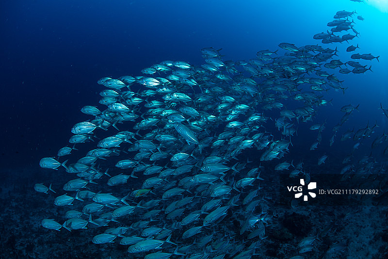 深海鱼群图片素材