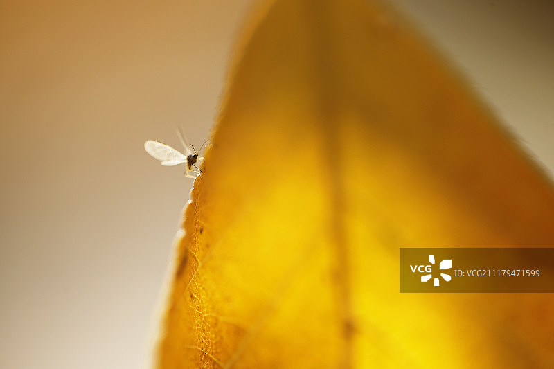 秋叶与昆虫图片素材