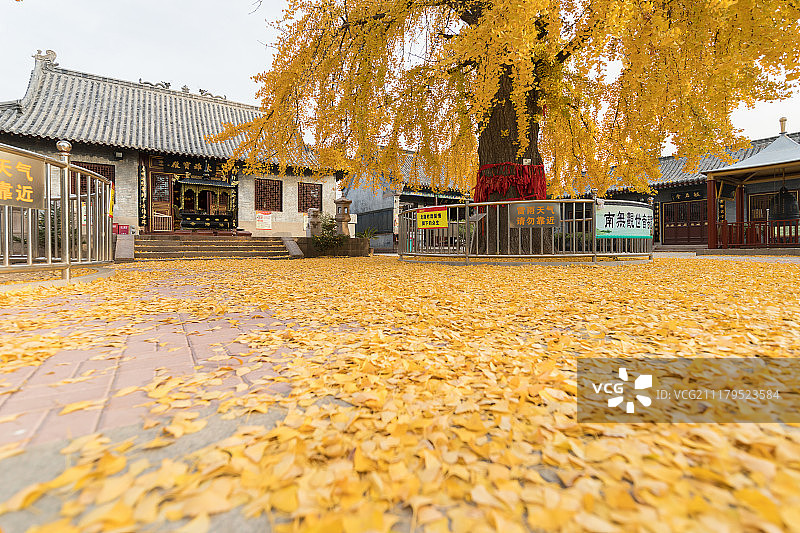 青岛法海寺秋天银杏图片素材