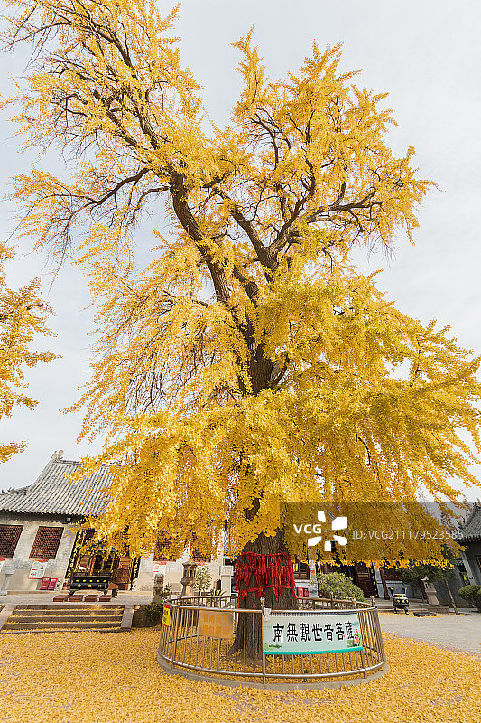 青岛法海寺秋天银杏图片素材