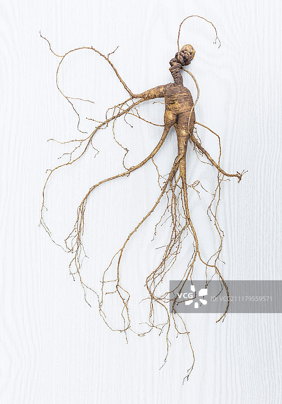 新鲜的野山参图片素材