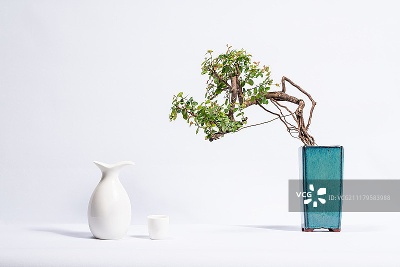 酒瓶和盆栽植物图片素材